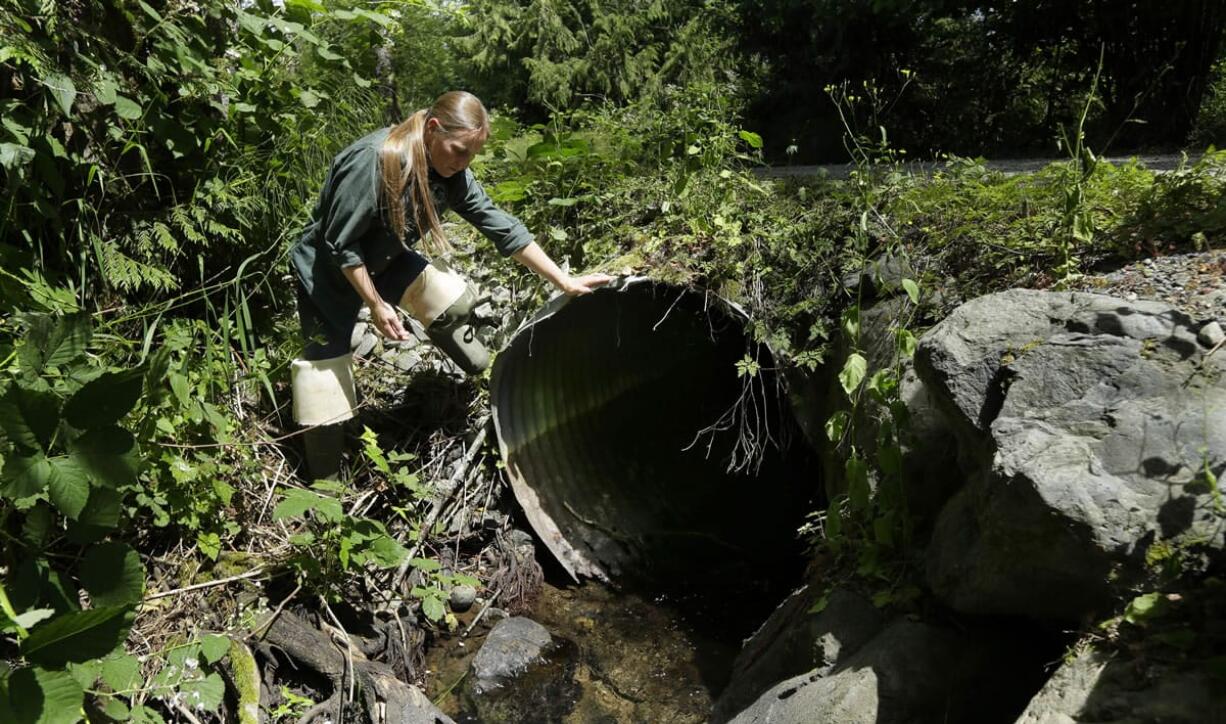 Melissa Erkel, a fish passage biologist with the Washington Department of Fish and Wildlife, looks June 22 at a culvert along the north fork of Newaukum Creek near Enumclaw. A private landowner plans to replace the culvert with a wider bridge designed to let salmon and other fish pass naturally. (Ted S.