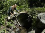 Melissa Erkel, a fish passage biologist with the Washington Department of Fish and Wildlife, looks June 22 at a culvert along the north fork of Newaukum Creek near Enumclaw. A private landowner plans to replace the culvert with a wider bridge designed to let salmon and other fish pass naturally. (Ted S.