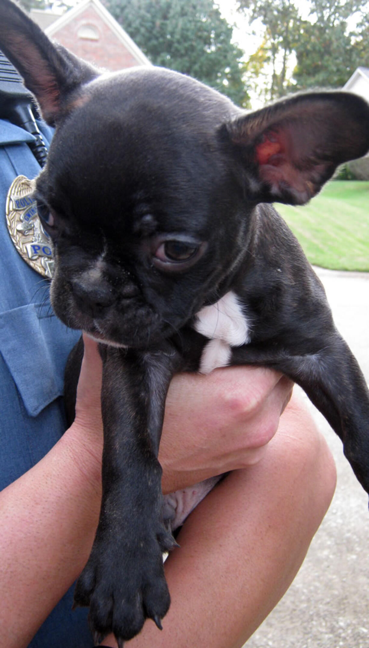 This photo provided by Gwinnett County Police Department shows one of two French bulldog puppies recovered by the Metro Atlanta police. Police say they&#039;ve recovered the two puppies stolen from the owner when she met with a person she thought was a prospective buyer. Investigators say they identified Ronald Junior Camenish, 18, as the suspect. Officers got a search warrant and found the puppies unharmed in his basement and returned them to their owner, police said.