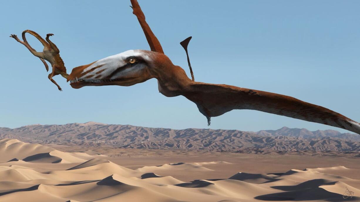 This illustration depicts a pterosaur, which would have been the largest flying reptile of the time 210 million years ago, based on fossils found in 2009 at a site in Dinosaur National Monument near Jensen, Utah. Its wingspan is about 4.3 feet. The sphenosuchian depicted in its jaws is about 10 inches. Paleontologists have discovered a cliff brimming with fossils that offers a rare glimpse of desert life in western North America early in the age of dinosaurs.