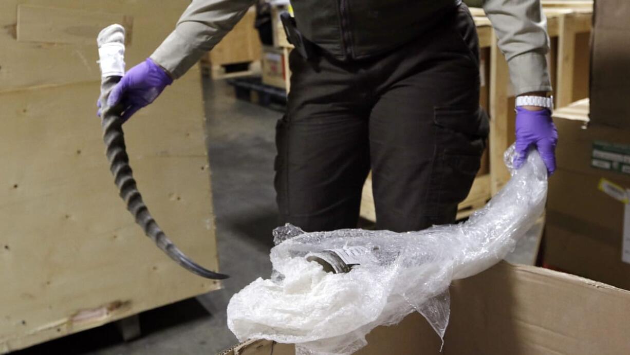 A wildlife inspector removes a horn shipped as a hunting trophy from its packaging during an inspection on its arrival Wednesday at SeaTac.  The horn is from a red lechwe killed in South Africa.