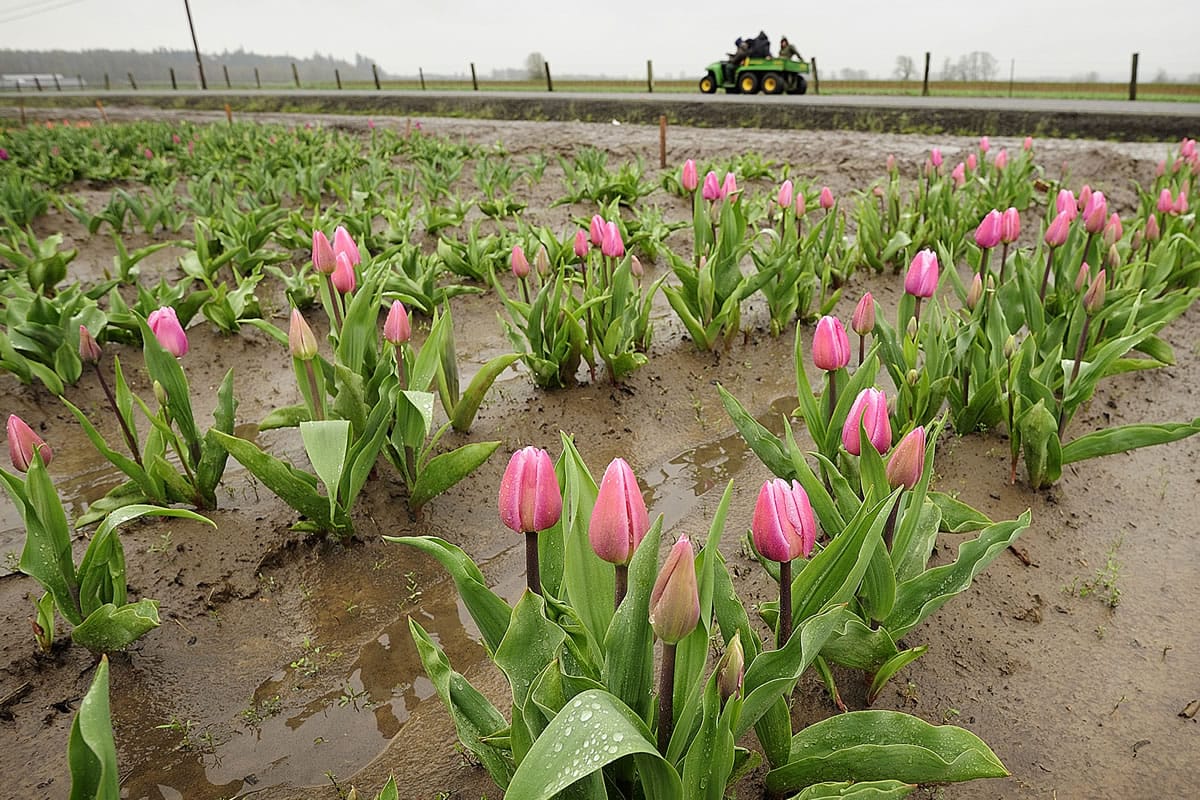 The Aafke tulip &quot;stands up well to wind and rain,&quot; according to a bulb brochure at Holland America Bulb Farm gift shop in Woodland.