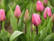 The Aafke tulip &quot;stands up well to wind and rain,&quot; according to a bulb brochure at Holland America Bulb Farm gift shop in Woodland.