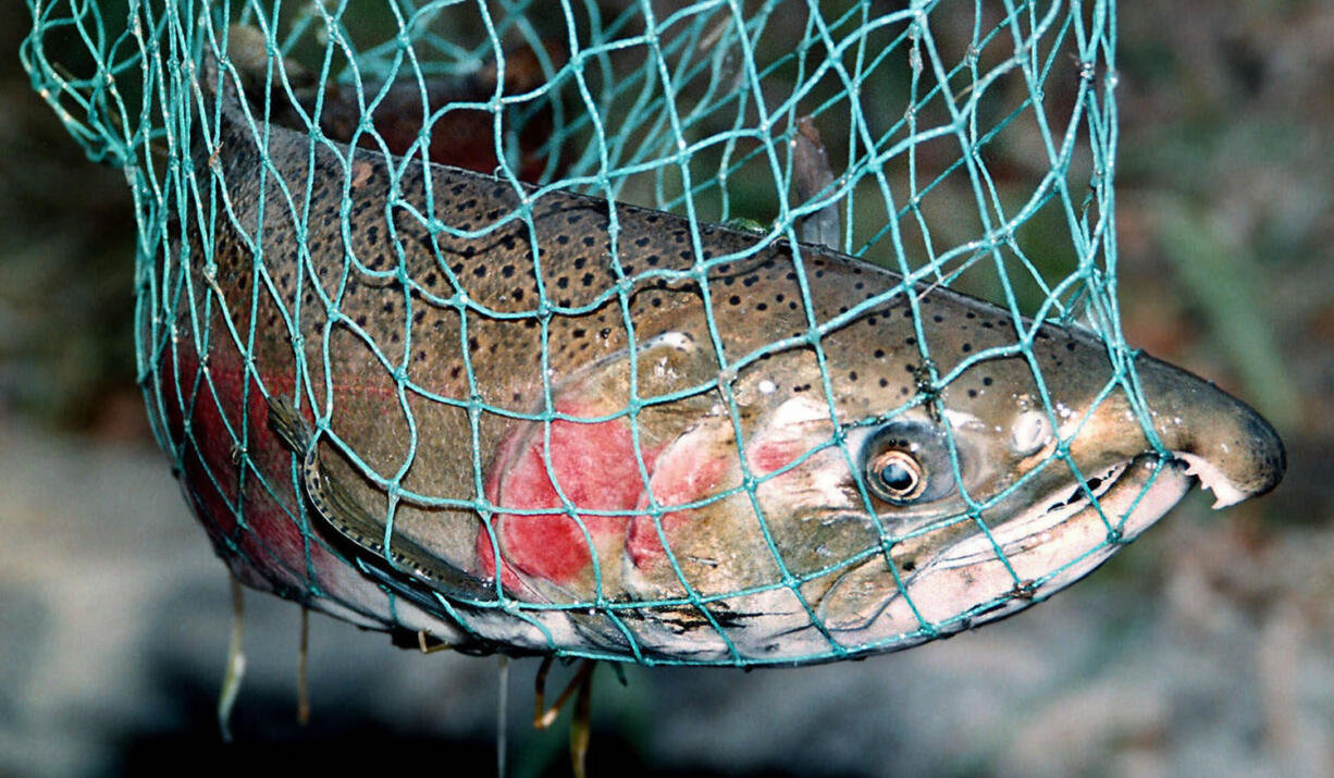 Anglers will be limited to one hatchery-origin coho in most Southwest Washington streams beginning Sunday (FILES/The Columbian)