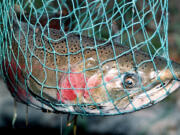 Anglers will be limited to one hatchery-origin coho in most Southwest Washington streams beginning Sunday (FILES/The Columbian)