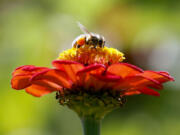 FILE - In this Sept. 1, 2015, file photo, a honeybee works atop gift zinnia in Accord, N.Y. While scientists have documented cases of tiny flies infesting honeybees, causing the bees to lurch and stagger around like zombies before they die, researchers don?t know the scope of the problem. Now they are getting help in tracking the honeybee-killing parasite from ZomBee Watch, created in 2012 by John Hafernik, a biology professor at San Francisco State University.