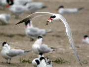 Caspian terns are plentiful in the Columbia River estuary.