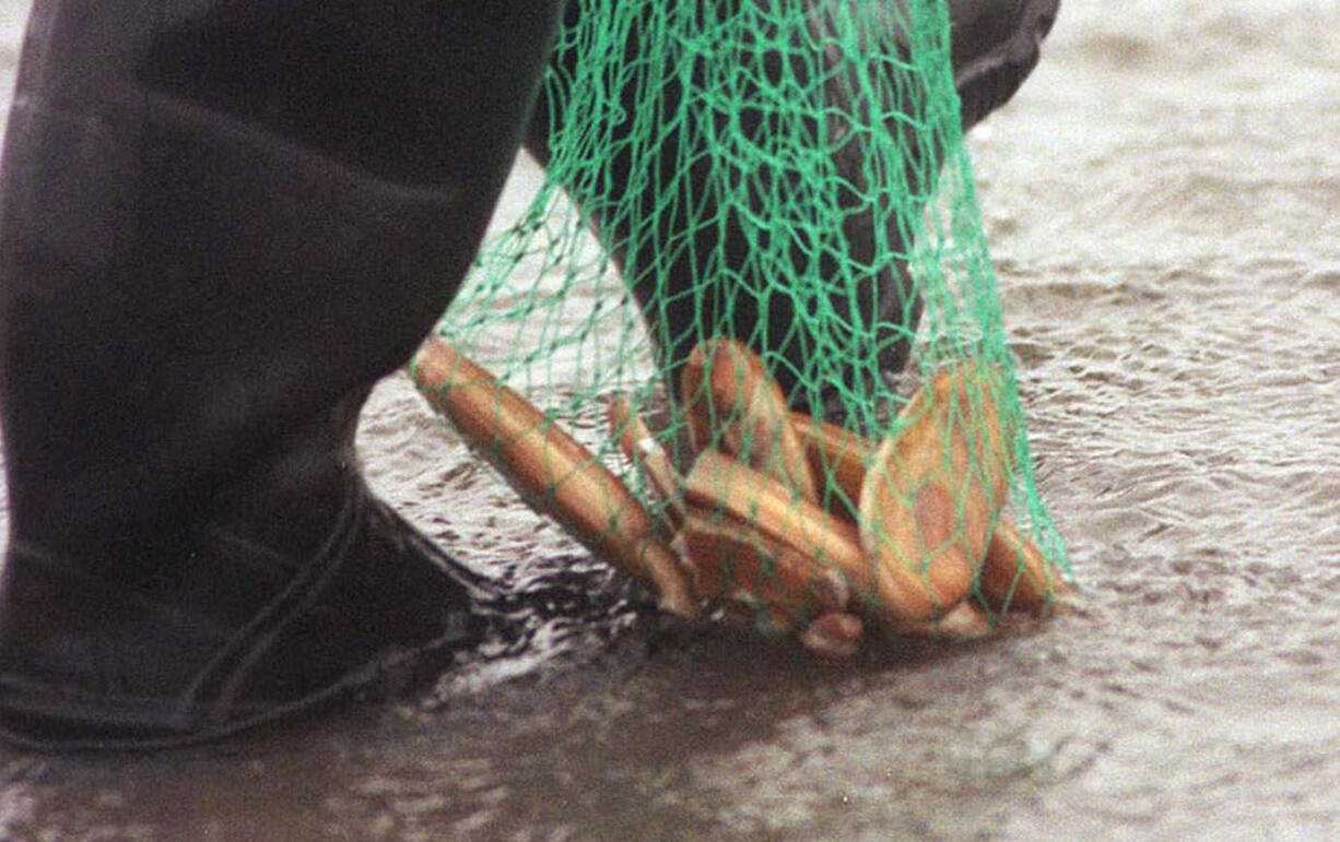 Razor clam digging along the Washington coast remains on hold until marine toxin levels drop.