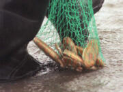 Razor clam digging along the Washington coast remains on hold until marine toxin levels drop.