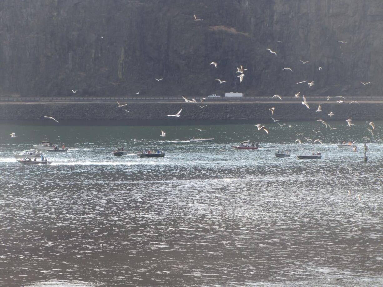 There were plenty of salmon fishermen and lots of seagulls last weekend at the mouth of the Klickitat River at Lyle.