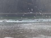 There were plenty of salmon fishermen and lots of seagulls last weekend at the mouth of the Klickitat River at Lyle.