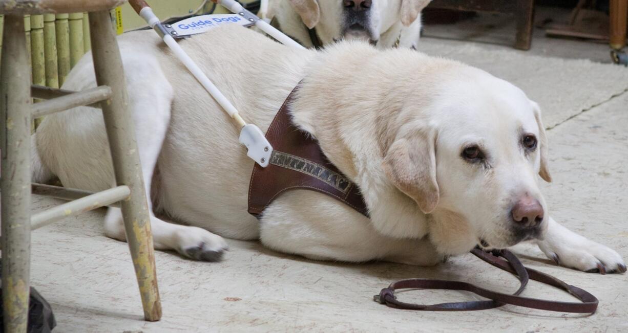 Beethoven, a 10-year-old yellow lab with a white coat, is a guide dog for Blake Hardin, who is visually impaired.