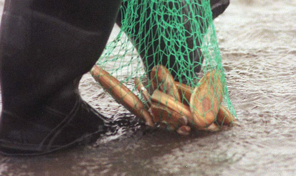 Low tides on Saturday and Sunday will be early enough to allow daylight digging.