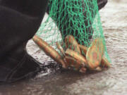 Low tides on Saturday and Sunday will be early enough to allow daylight digging.