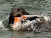 Sportsmen say sea lions now are in the lower Columbia River most months of the year.