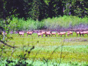 These were were loafing and feeding in Spencer Meadow in the upper North Fork of the Lewis River area of the Gifford Pinchot National Forest.