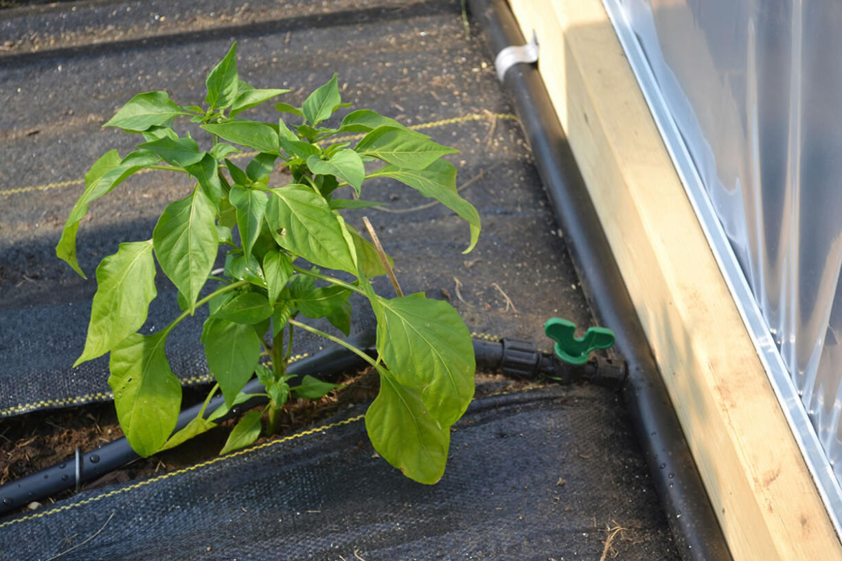 Johnny's Selected Seeds
While landscape fabric isn't pretty, it smothers weeds. Johnny's Selected Seeds' Pro9 5 Weed Barrier landscape fabric is stronger than the lighter fabric found in box stores.