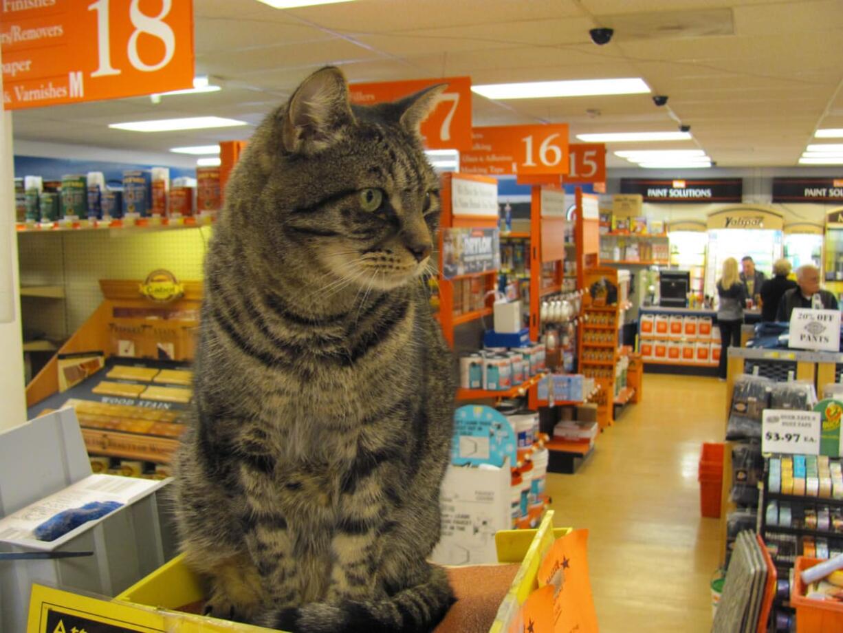 Coaster has a favorite resting spot, by the copier, at Lutz Hardware, in downtown Camas. At night, the 13-year-old male cat goes home with store owner Aaron Lutz. &quot;He's just a fun guy,&quot; Aaron said.