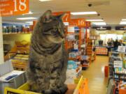 Coaster has a favorite resting spot, by the copier, at Lutz Hardware, in downtown Camas. At night, the 13-year-old male cat goes home with store owner Aaron Lutz. &quot;He's just a fun guy,&quot; Aaron said.