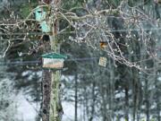 Birds navigated icy tree branches to get to the seeds in a feeder at one Washougal home.