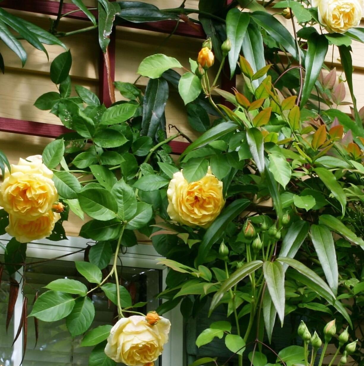 Robb Rosser
Rosa &quot;Graham Thomas&quot; is probably the best-known of all the English Roses, with rich yellow, fully double blossoms and a strong fragrance of fresh tea roses.