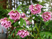 Hellebores are the little black dress of the Northwest garden.