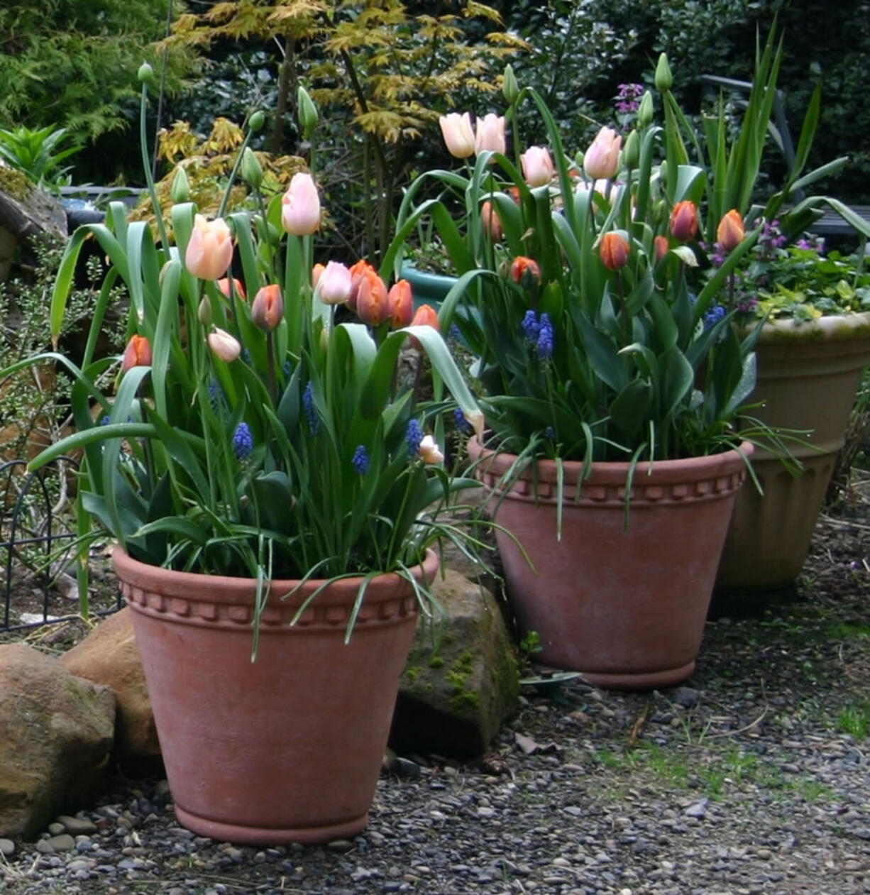 Flowering bulbs in pots and planters are ideal for color and interest in any style of garden.