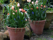 Flowering bulbs in pots and planters are ideal for color and interest in any style of garden.