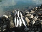 These rainbow trout were caught in early November at Swift Reservoir.