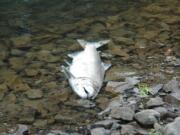 End of the line: A dead fall chinook salmon floats in the North Fork of the Lewis River near the Cedar Creek boat ramp.