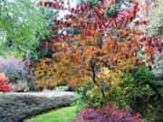 Cooler days and crisp nights bring a blaze of autumn color to the garden.