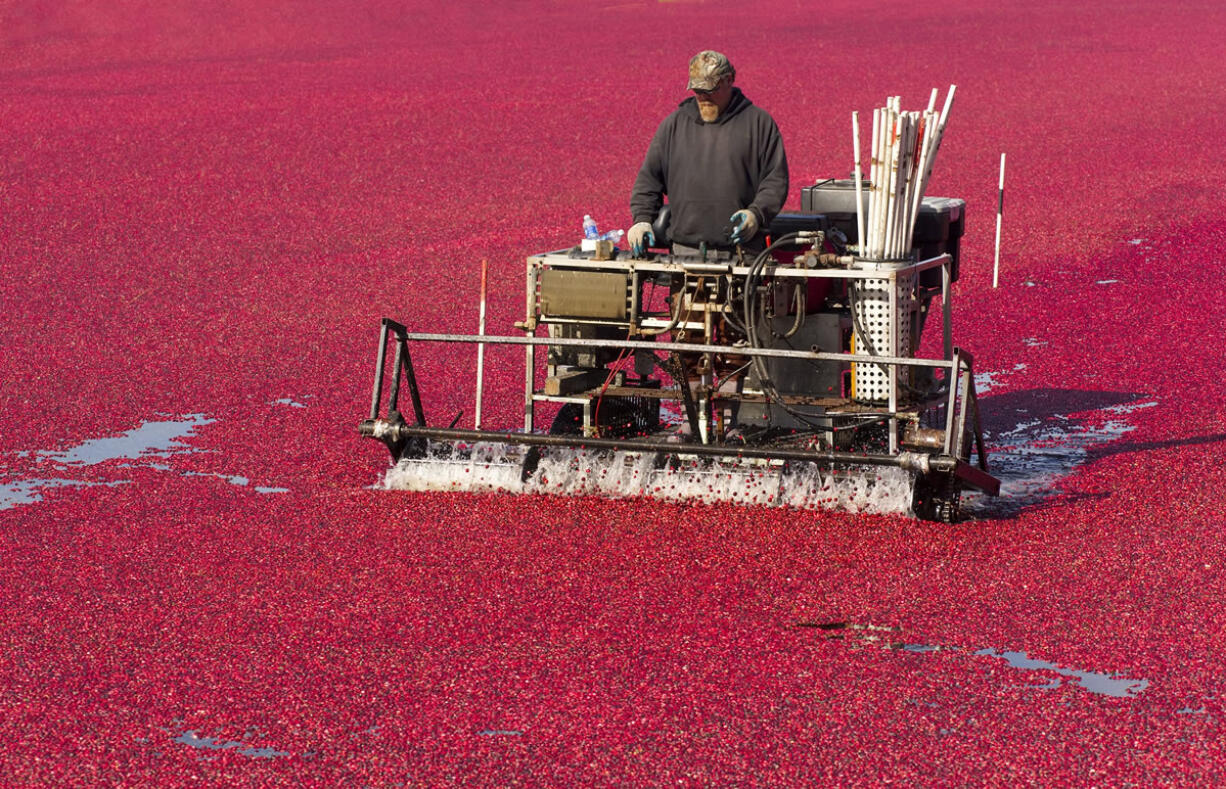 In a bid to reduce insecticide use in cranberry bogs, scientists are experimenting with a fake love potion that makes it nearly impossible for male moths to find females during early summer mating season.