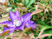 A late-blooming clematis clambers through the autumn foliage of heavenly bamboo.