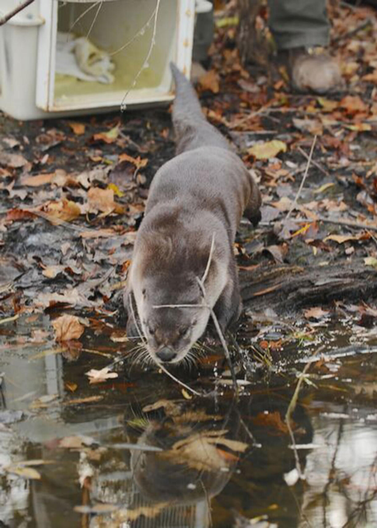 A North American river otter is released back into the southwest region of the Forest Preserves of Cook County. It will be tracked by wildlife biologists using a surgically implanted transmitter and a directional antennae.