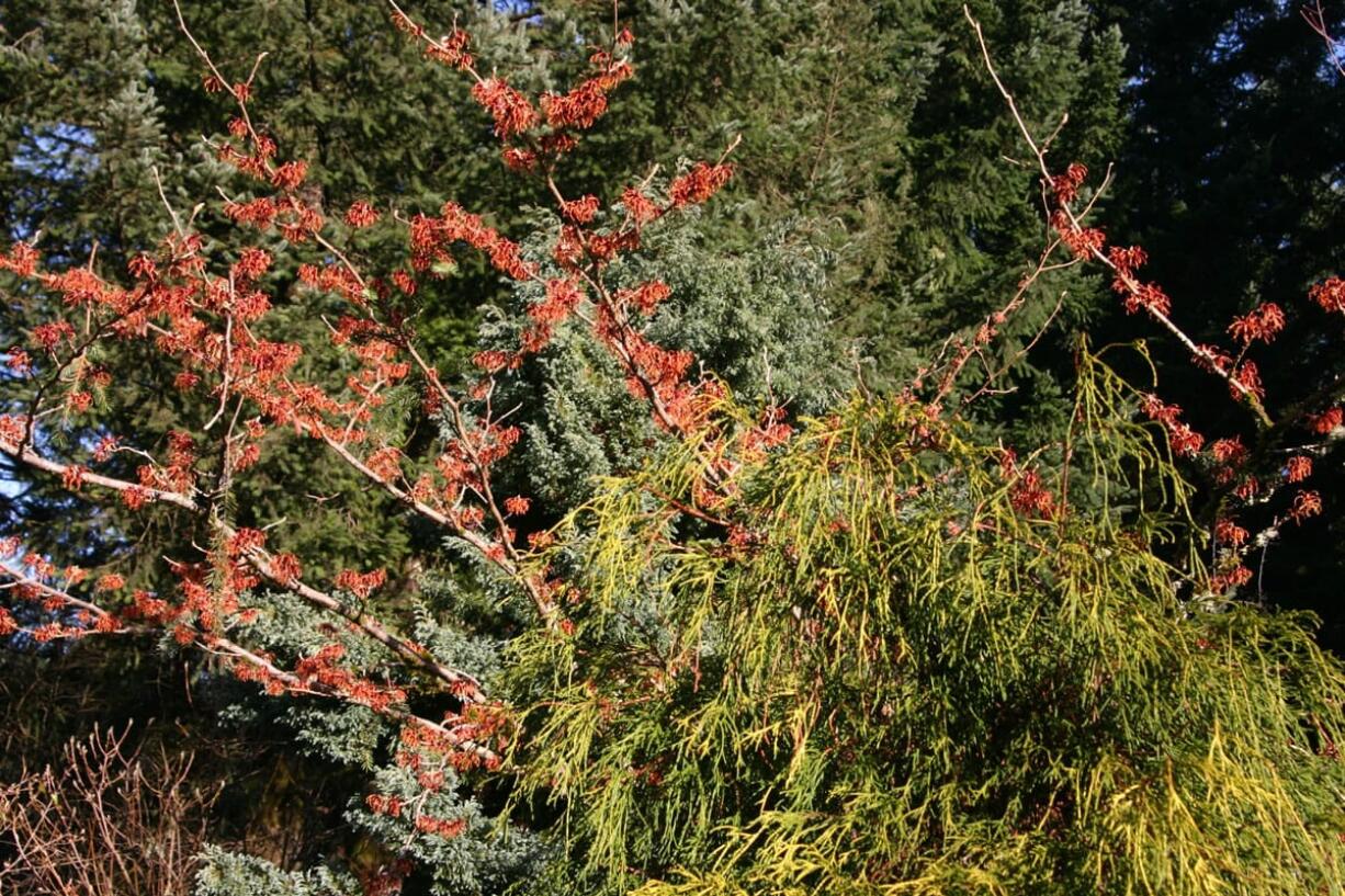 Robb Rosser
The copper-flowering Witch Hazel &quot;Jelena&quot; blooms prolifically in the height of a Northwest winter.