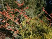 Robb Rosser
The copper-flowering Witch Hazel &quot;Jelena&quot; blooms prolifically in the height of a Northwest winter.