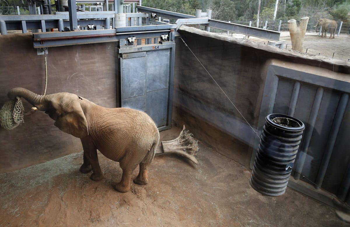 It's a Girl! African Elephant Newborn on Exhibit at San Diego Zoo