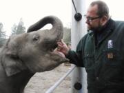 Oregon Zoo elephant curator Bob Lee strokes the bottom of Lily's trunk while the zoo's youngest Asian elephant plays in a newly unveiled portion of the Elephant Lands exhibit, due to open completely next year.