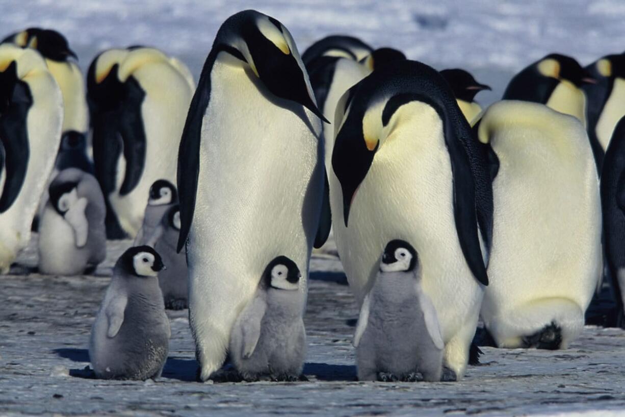 &quot;March of the Penguins&quot; is a seven-minute short film based on the filmmakers three-year saga to capture the unique survival habits of Antarcticas Emperor Penguins.