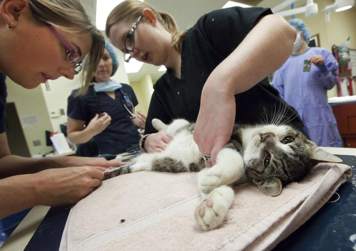 Theresa Ayres, left, and Callie Jo Robinson, right, prepare a cat for surgery at the Mountain View Veterinary Hospital Nov. 17. Must Love Dogs NW organized a catch-alter-release event that fixed 37 feral cats found in the neighborhood near St.