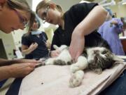 Theresa Ayres, left, and Callie Jo Robinson, right, prepare a cat for surgery at the Mountain View Veterinary Hospital Nov. 17. Must Love Dogs NW organized a catch-alter-release event that fixed 37 feral cats found in the neighborhood near St.