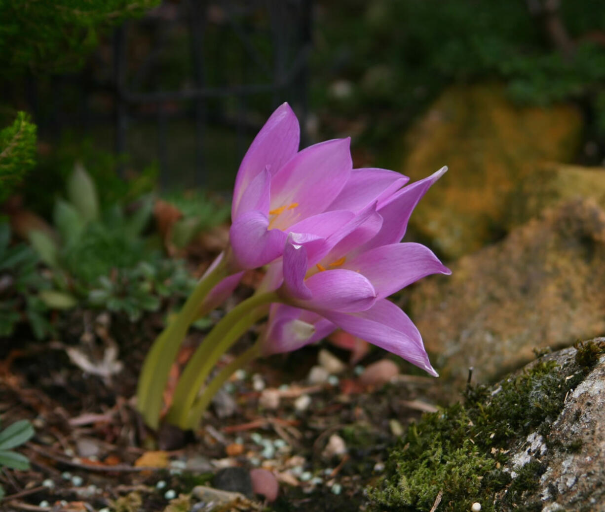 A gardener is always on the lookout for the ephemeral flower in full bloom.