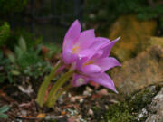 A gardener is always on the lookout for the ephemeral flower in full bloom.