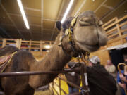 Curly the Camel, owned by Jeff Siebert, appears in December 2012 at Living Hope Church's A Living Nativity.