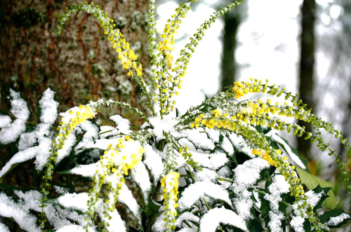 If you want all the features of Mahonia media 'Charity' for your winter garden, it's worth the effort to learn the Latin name.