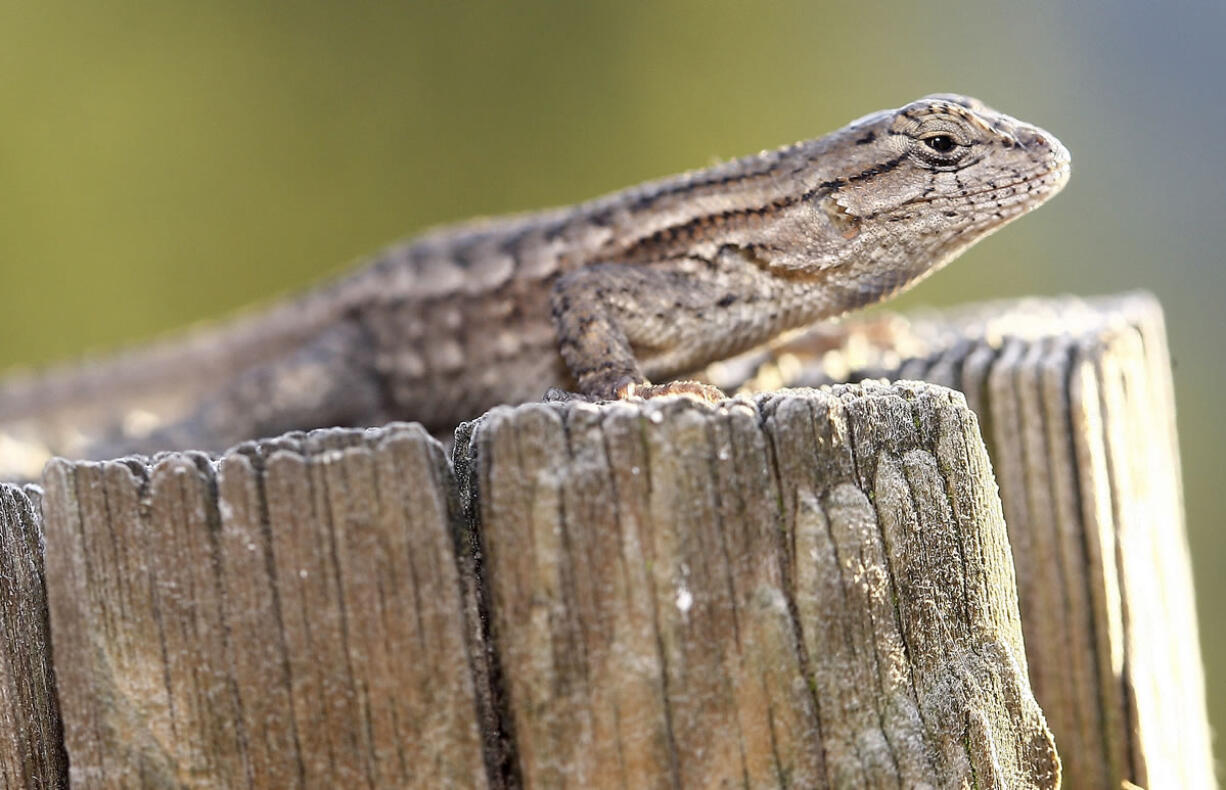 Associated Press files
A recent study shows that lizards breathe more efficiently than humans.