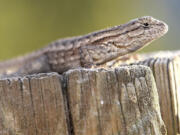 Associated Press files
A recent study shows that lizards breathe more efficiently than humans.