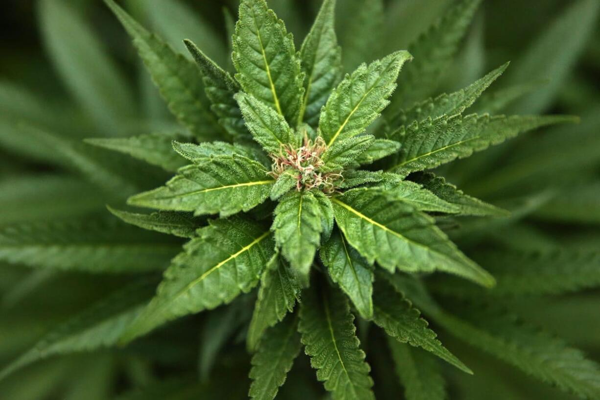 Clark County continues to study possibly lifting its prohibition on marijuana businesses in unincorporated parts of the county.