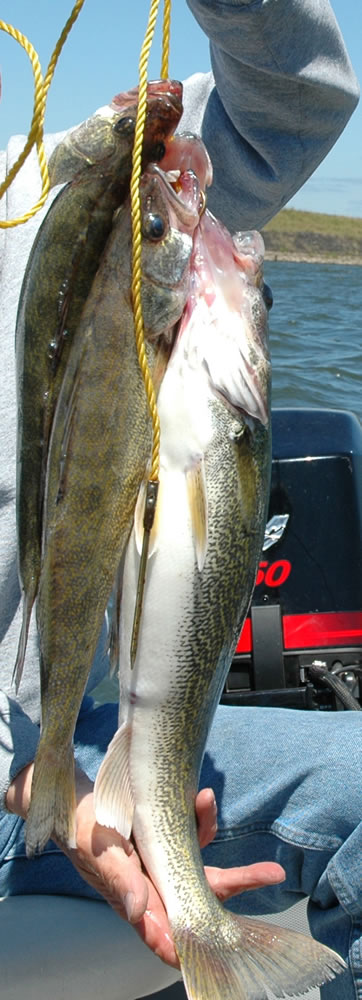 Walleye catch