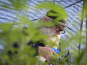 Tom Lauerman sprays water over marijuana seeds on his farm on Feb. 12, 2015.